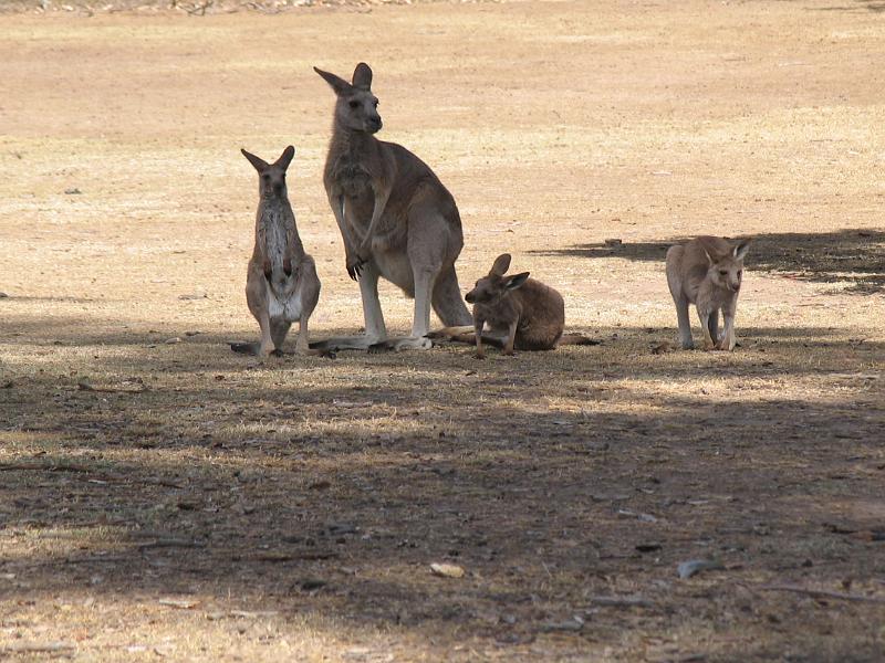 Lone Pine Sanctuary (7).jpg